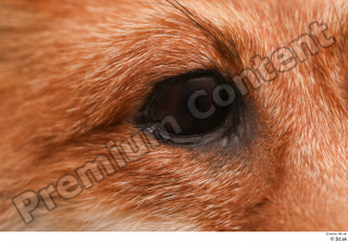 Fox  2 eye 0001.jpg